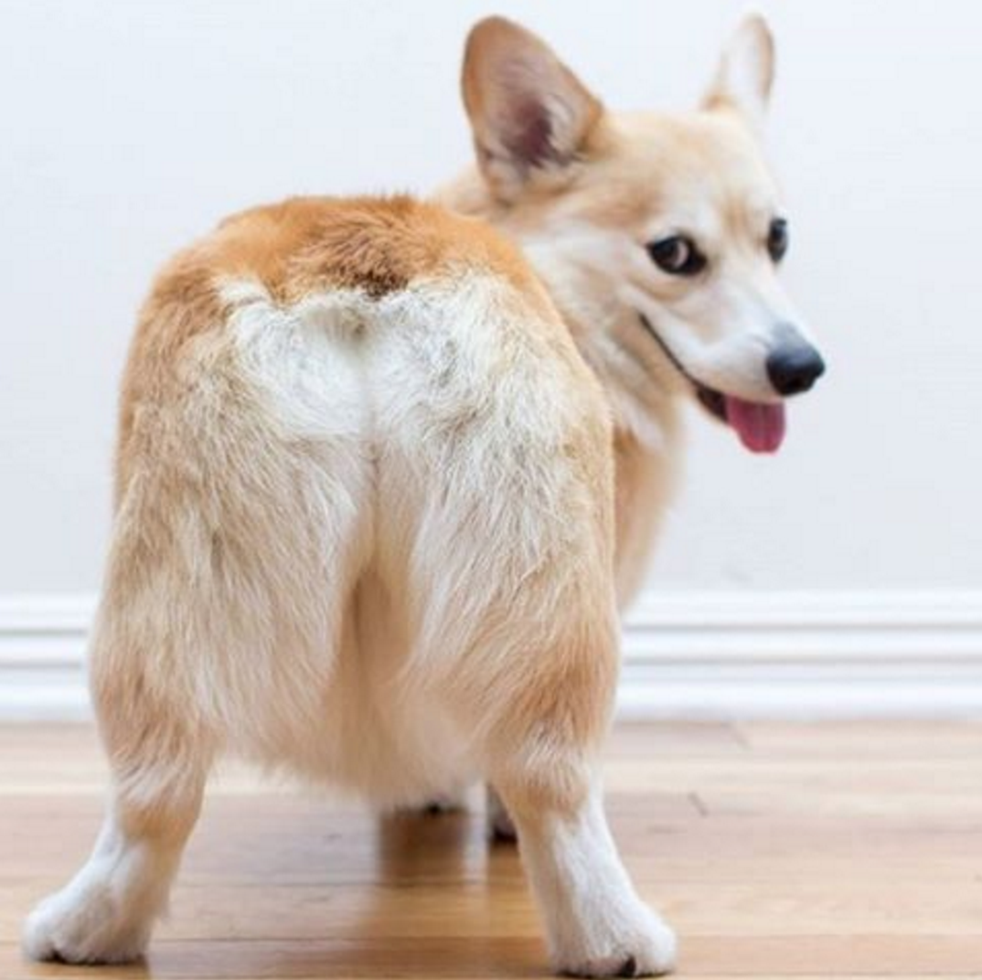 corgi butt head rest