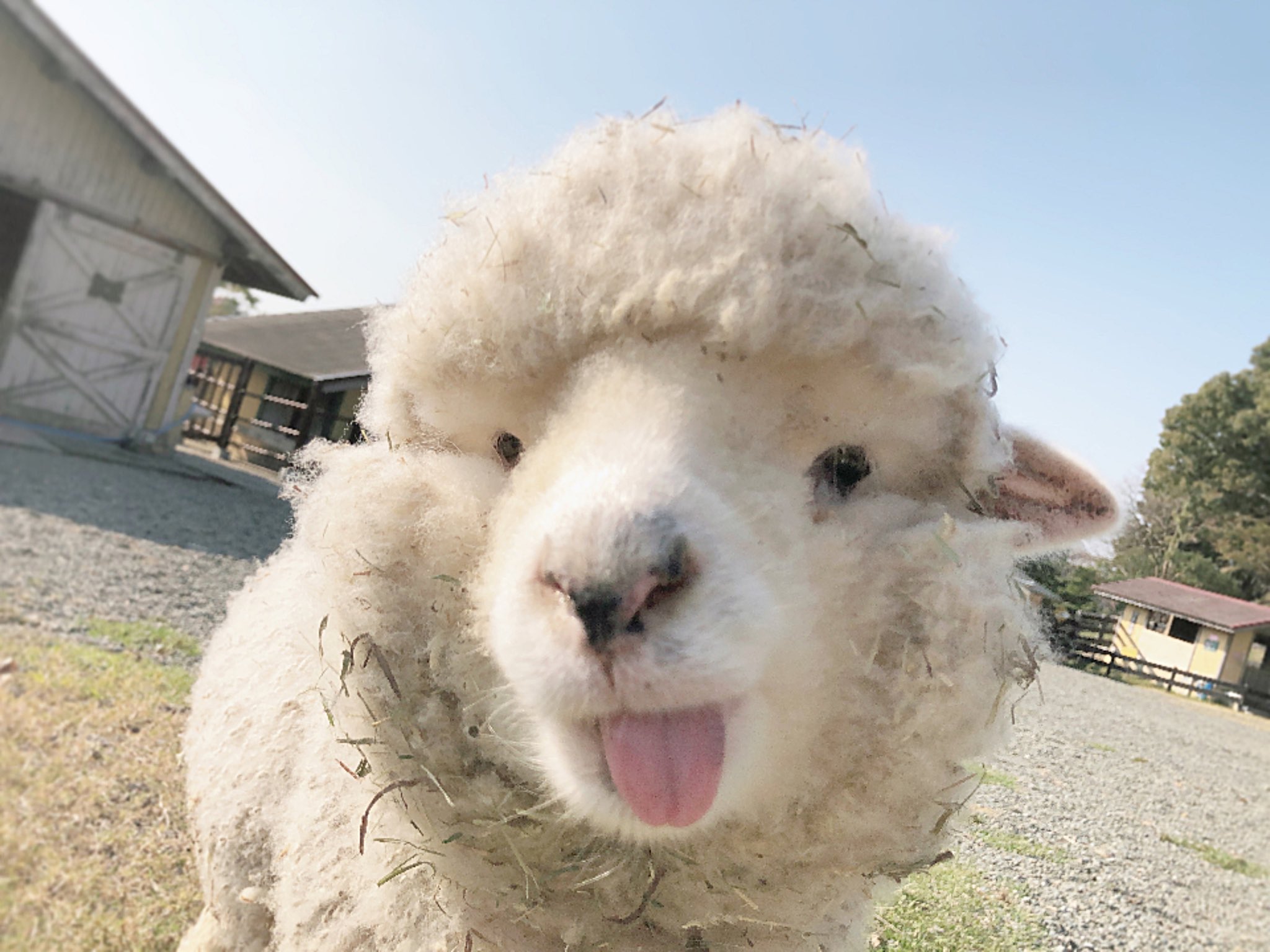 日本動物園羊咩咩吃飯 下巴多圈草 萌翻全網 園方嘆 很難找到正常照片 英格蘭之丘 羊咩咩 綿羊 淡路島公園 日本動物園