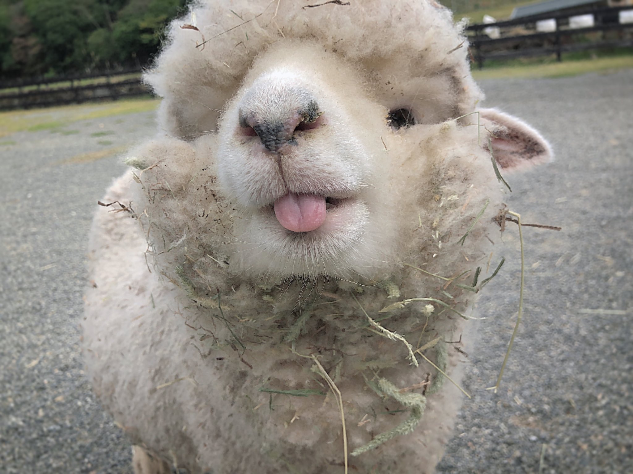 日本動物園羊咩咩吃飯 下巴多圈草 萌翻全網 園方嘆 很難找到正常照片 英格蘭之丘 羊咩咩 綿羊 淡路島公園 日本動物園