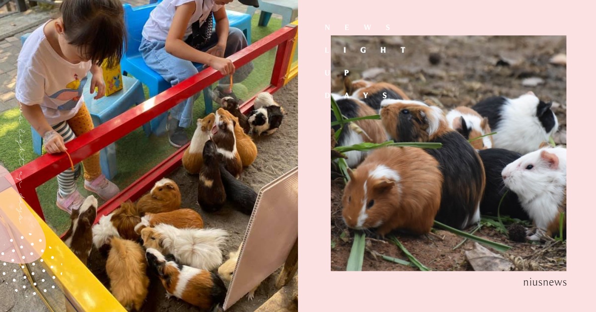 天竺鼠車車 霸權來到 想看天竺鼠本鼠pui Pui叫 這8個動物園和農場必去 天竺鼠車車 Pui Pui天竺鼠車車 動物園 農場 臺北市立動物園