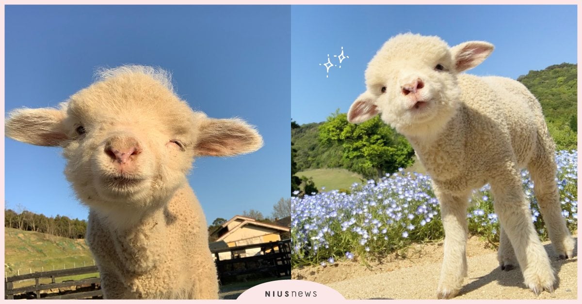 可愛到融化 日本淡路島動物公園 小綿羊誕生 軟萌眨眼又調皮吐舌太療癒 日本淡路島動物公園 動物園 小綿羊 綿羊 可愛 生活發現 妞新聞