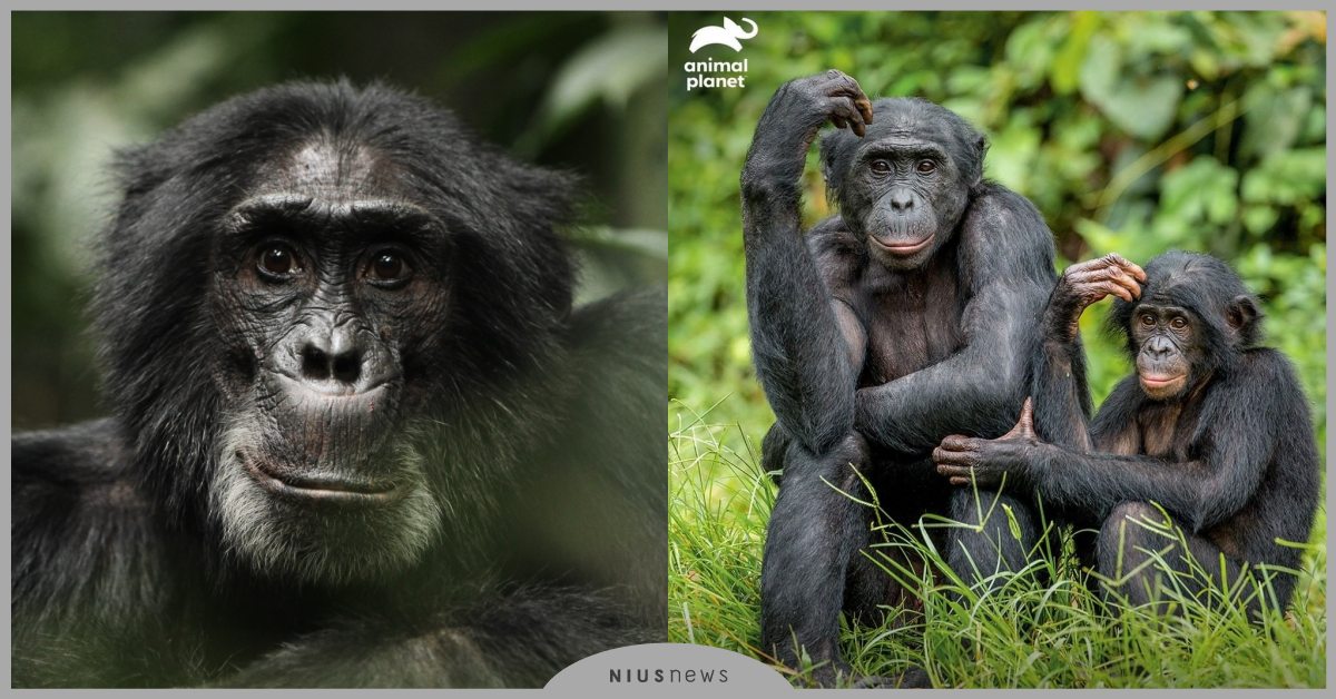 動物世界也有政治鬥爭 黑猩猩戰士 一窺殘忍的部落衝突 霸凌 搞小團體樣樣來 Discovery 世界地球日 4 22 電視節目 一件好事救地球