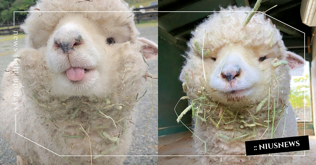 日本動物園羊咩咩吃飯 下巴多圈草 萌翻全網 園方嘆 很難找到正常照片 英格蘭之丘 羊咩咩 綿羊 淡路島公園 日本動物園