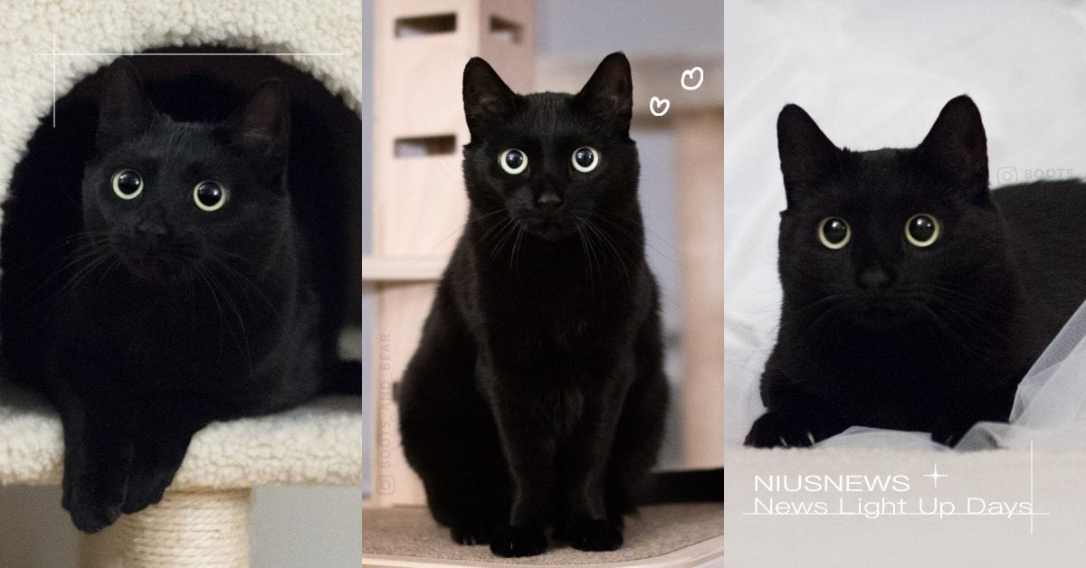 「黑貓」7大特質!全網封牠「最愛撒嬌的貓咪」,幸運又招財還有國際專屬節日!