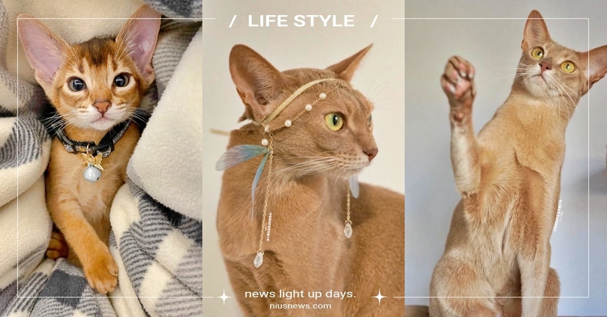 「阿比西尼亞貓」6大特質&冷知識!貓界的射手座代表,還擁有這項橘貓超羨慕的特質?
