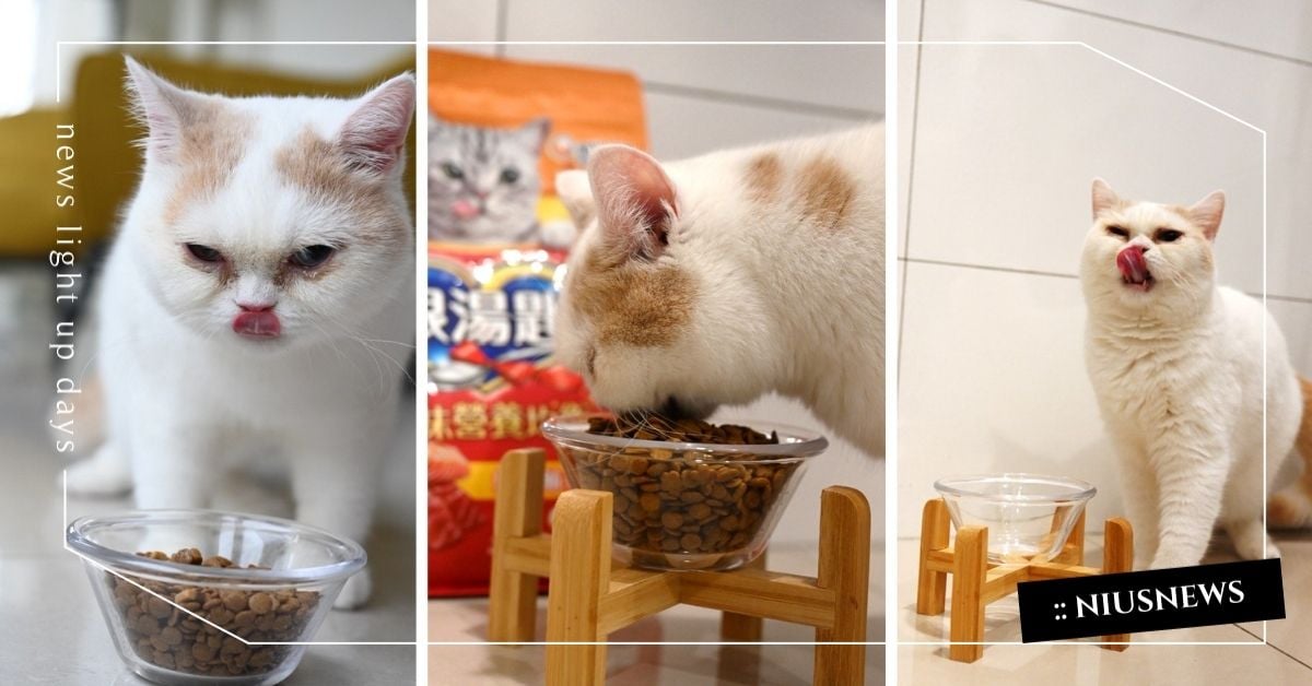 開封秒暴動,挑嘴貓都投降!日本熱銷NO.1銀湯匙乾糧旋風登台 貓貓命定乾乾