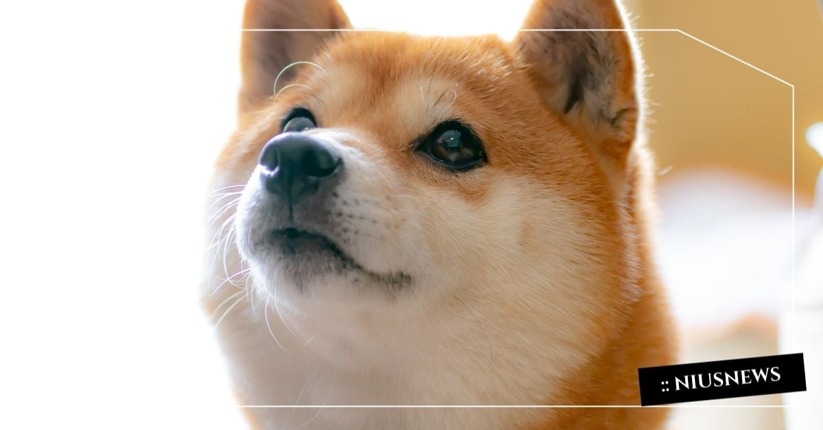 毛小孩看病比妳還貴?門診、手術住院、闖禍理賠一次看懂,上班族必修的寵物險大解析!