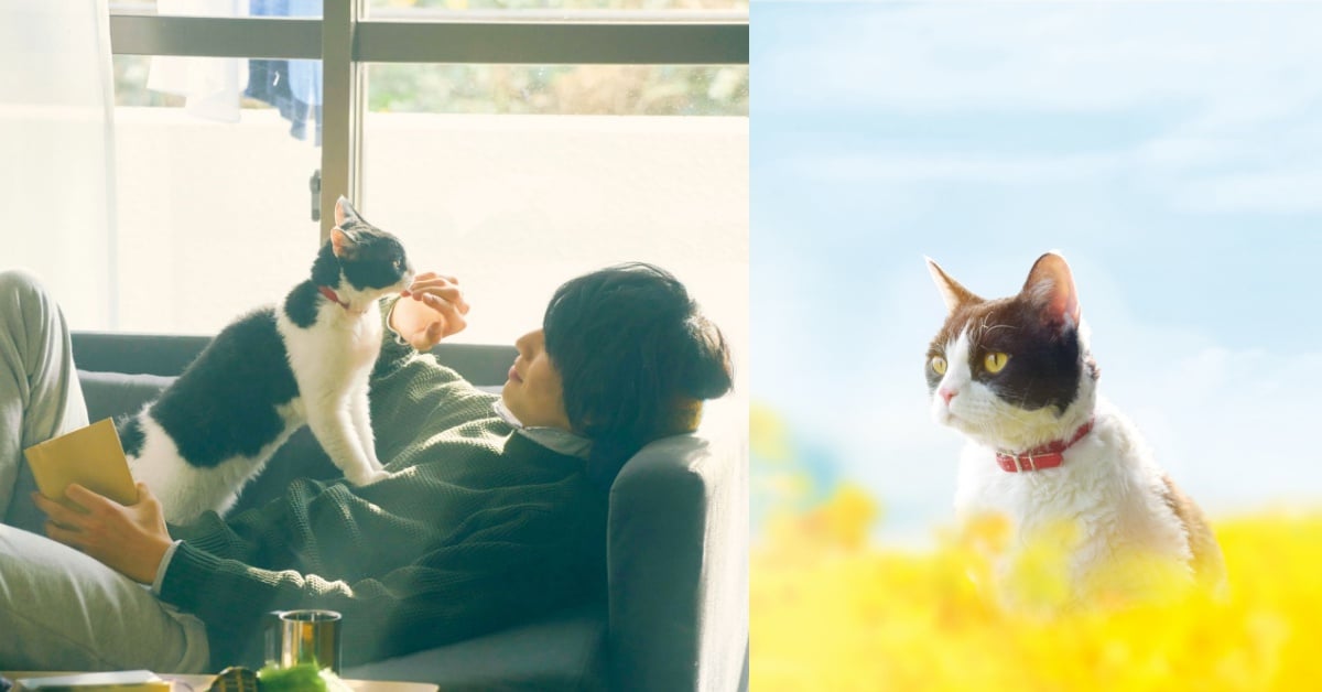 愛貓必看~哭掉一包衛生紙也不為過!《旅貓日記》6大看點收服你心