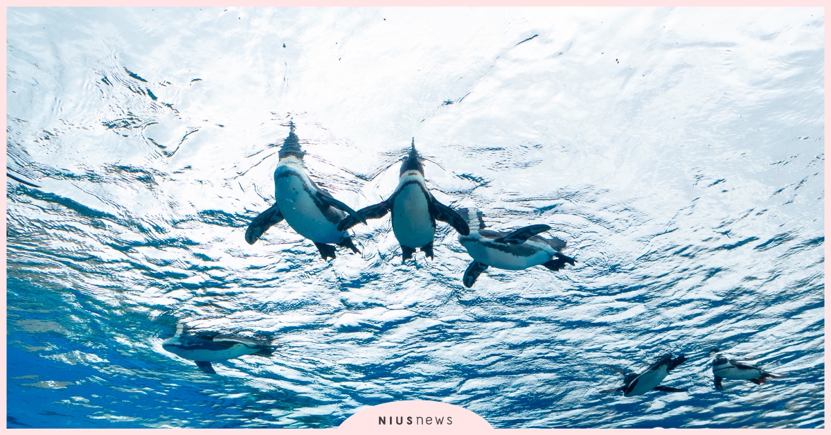 看企鵝在空中飛 水獺散步 東京池袋陽光水族館好拍好逛好療癒 東京100選 池袋 Sunshine City 水族館 陽光水族館 愛玩妞 妞新聞niusnews