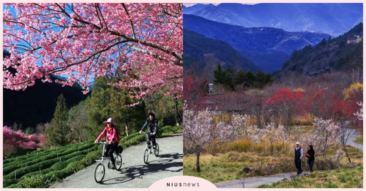 武陵櫻花季2月8日浪漫開園 6大專車上山超方便 春遊就決定去看粉紅花海吧 2020 武陵 武陵農場 櫻花季 賞櫻 愛玩妞 妞新聞