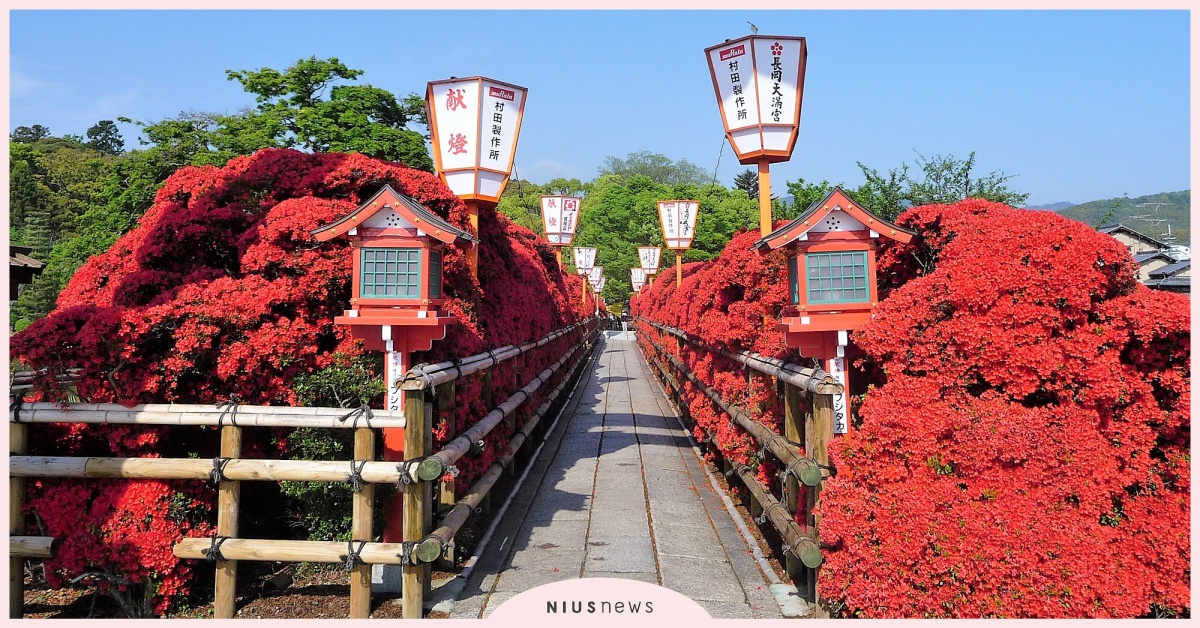 春曉花現京都 盤點京都必朝聖的賞花景點 日本 旅遊 景點 走春 春天 品牌新聞 妞新聞niusnews