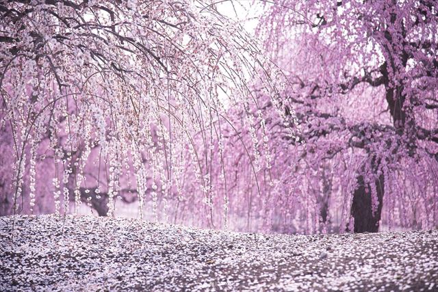 走進粉色的迷人仙境 春季的粉色梅花 鈴鹿之森庭園 日本 旅遊 梅花 鈴鹿之森庭園 梅之庭園 愛玩妞 妞新聞niusnews