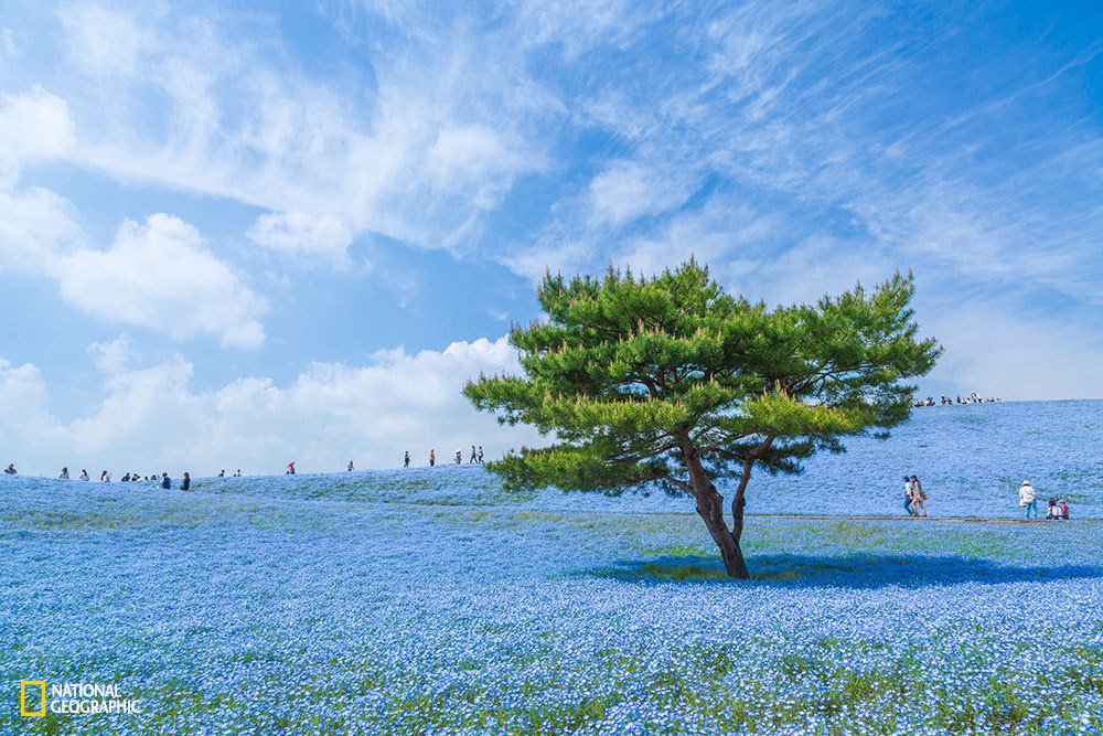 天地連成一片藍 被藍色包圍的絕美花海 日本 粉蝶花 藍色 花海 國營常陸海濱公園 愛玩妞 妞新聞niusnews